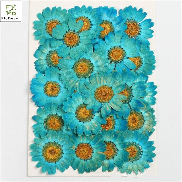 Wholesale Pressed Daisy Small Flower DIY Dried Flower Heads Bulk New Fashion Decorative Pressed Flowers