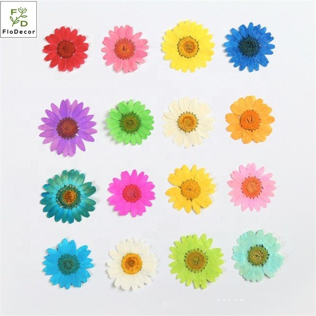 Wholesale Pressed Daisy Small Flower DIY Dried Flower Heads Bulk New Fashion Decorative Pressed Flowers