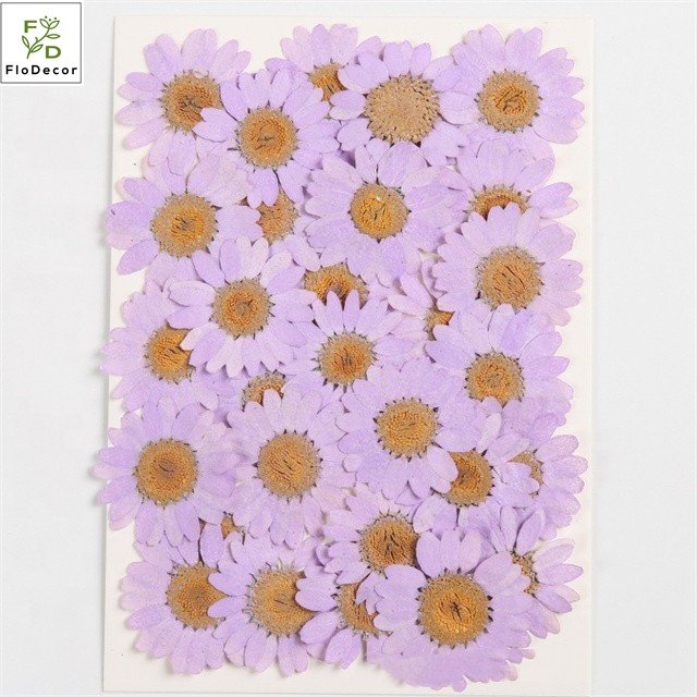Wholesale Pressed Daisy Small Flower DIY Dried Flower Heads Bulk New Fashion Decorative Pressed Flowers