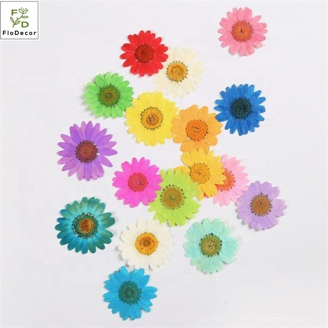 Wholesale Pressed Daisy Small Flower DIY Dried Flower Heads Bulk New Fashion Decorative Pressed Flowers