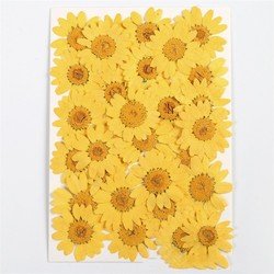 Yellow2