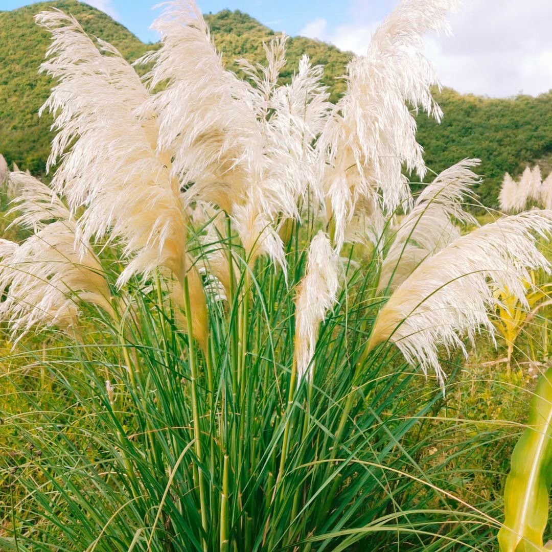 Wholesale 120cm Pampas Grass Eternal Pampas Dried Flowers Large Beige Pampas Grass For Home Decor