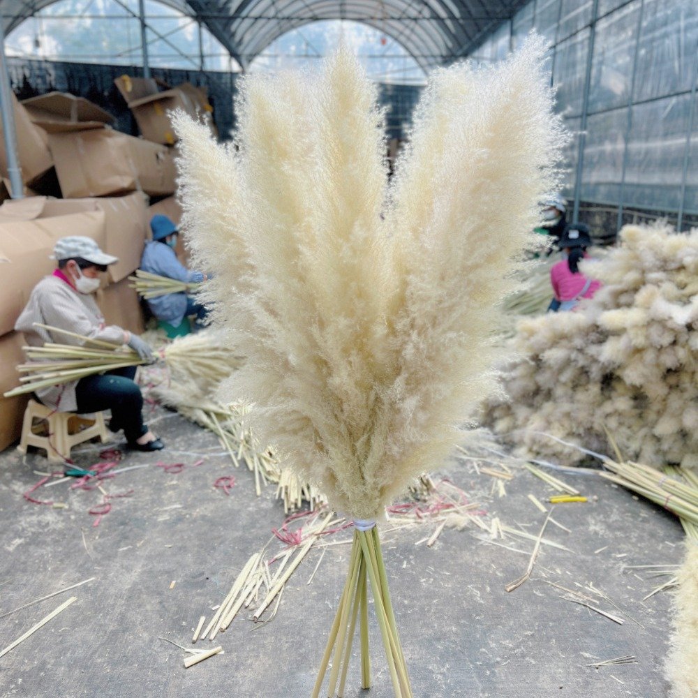 Wholesale 120cm Pampas Grass Eternal Pampas Dried Flowers Large Beige Pampas Grass For Home Decor