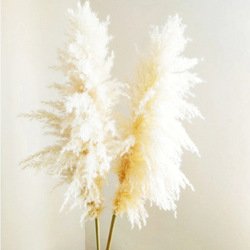 50cm