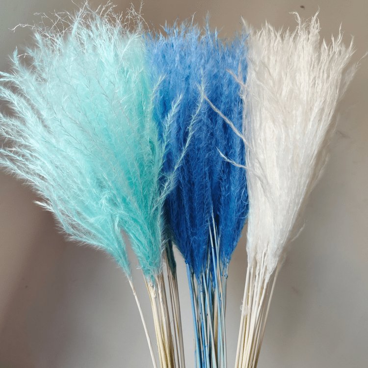 Fresh White Small Whisk Flower for Home Wedding and Party Decoration 10 Stems per Bundle Dried Pampas Flower
