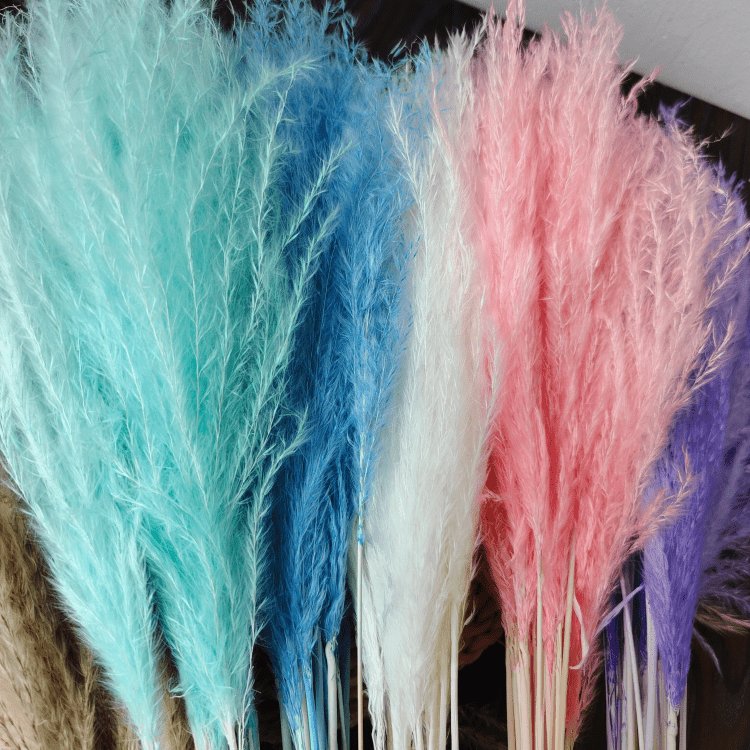 Fresh White Small Whisk Flower for Home Wedding and Party Decoration 10 Stems per Bundle Dried Pampas Flower