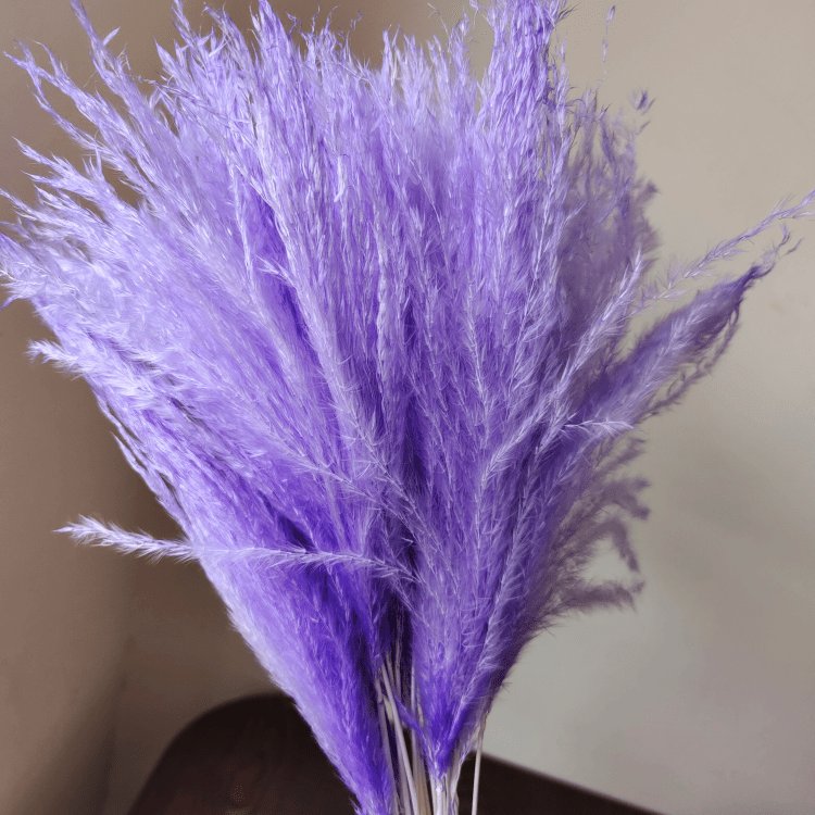 Fresh White Small Whisk Flower for Home Wedding and Party Decoration 10 Stems per Bundle Dried Pampas Flower