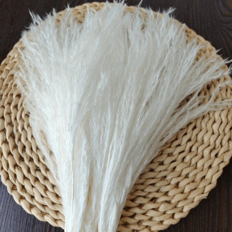 Fresh White Small Whisk Flower for Home Wedding and Party Decoration 10 Stems per Bundle Dried Pampas Flower