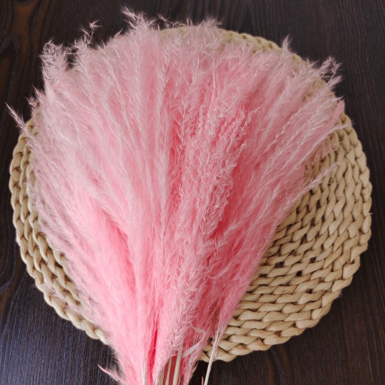 Fresh White Small Whisk Flower for Home Wedding and Party Decoration 10 Stems per Bundle Dried Pampas Flower