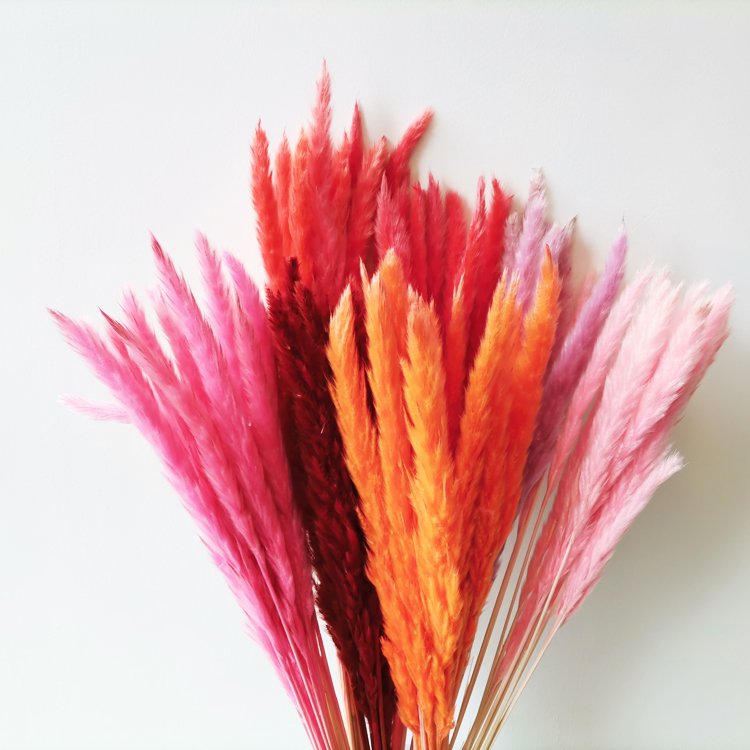 sumflora customized birthday gift 2024 China Factory The cute Hot Selling Long Stem dried flowers small pampas grass