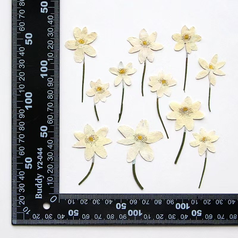 MNR2180 dyed multi colored pressed dried flowers for DIY necklace making