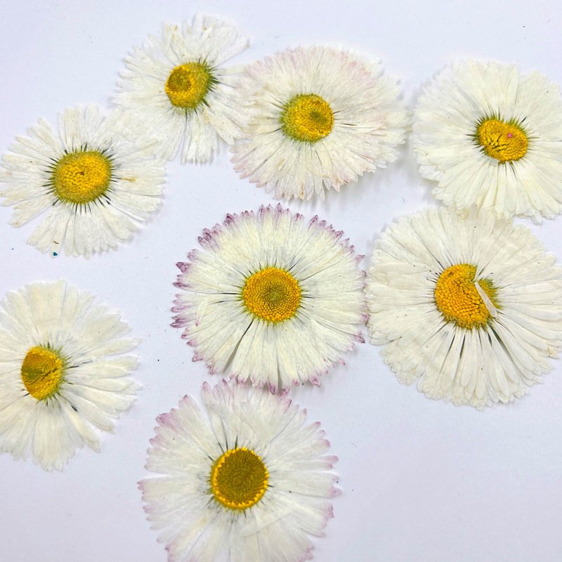 Factory Supply Hot Sell Dried Pressed Daisy Preserved Flower 4cm Handmade Candle Epoxy Material