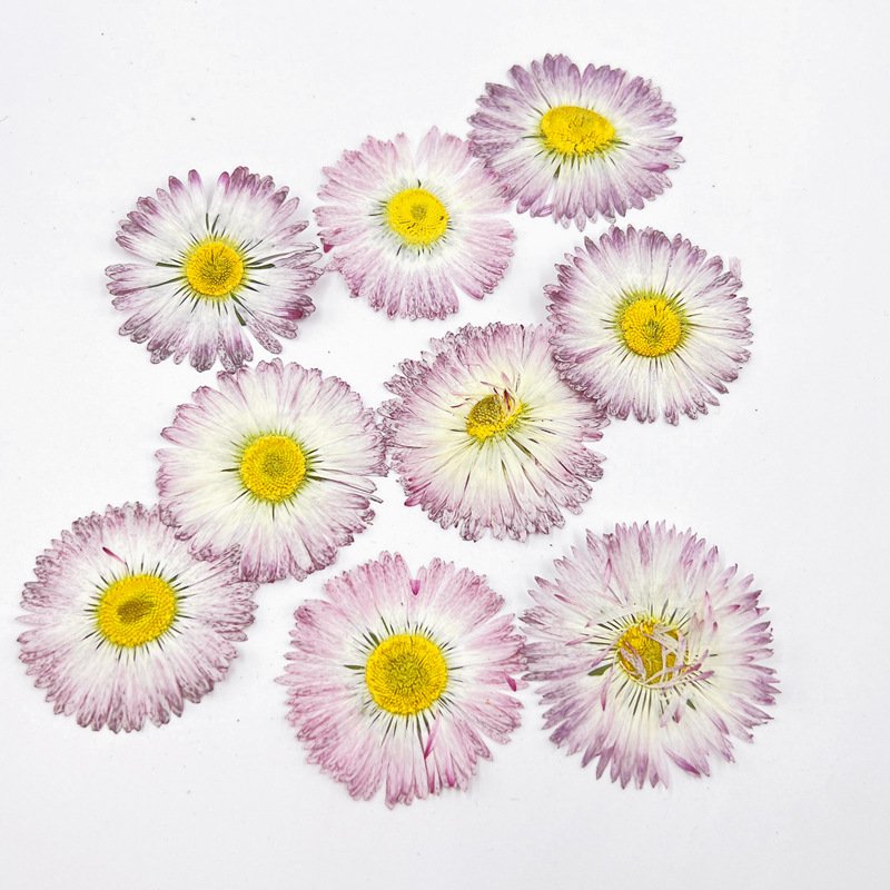 Factory Supply Hot Sell Dried Pressed Daisy Preserved Flower 4cm Handmade Candle Epoxy Material