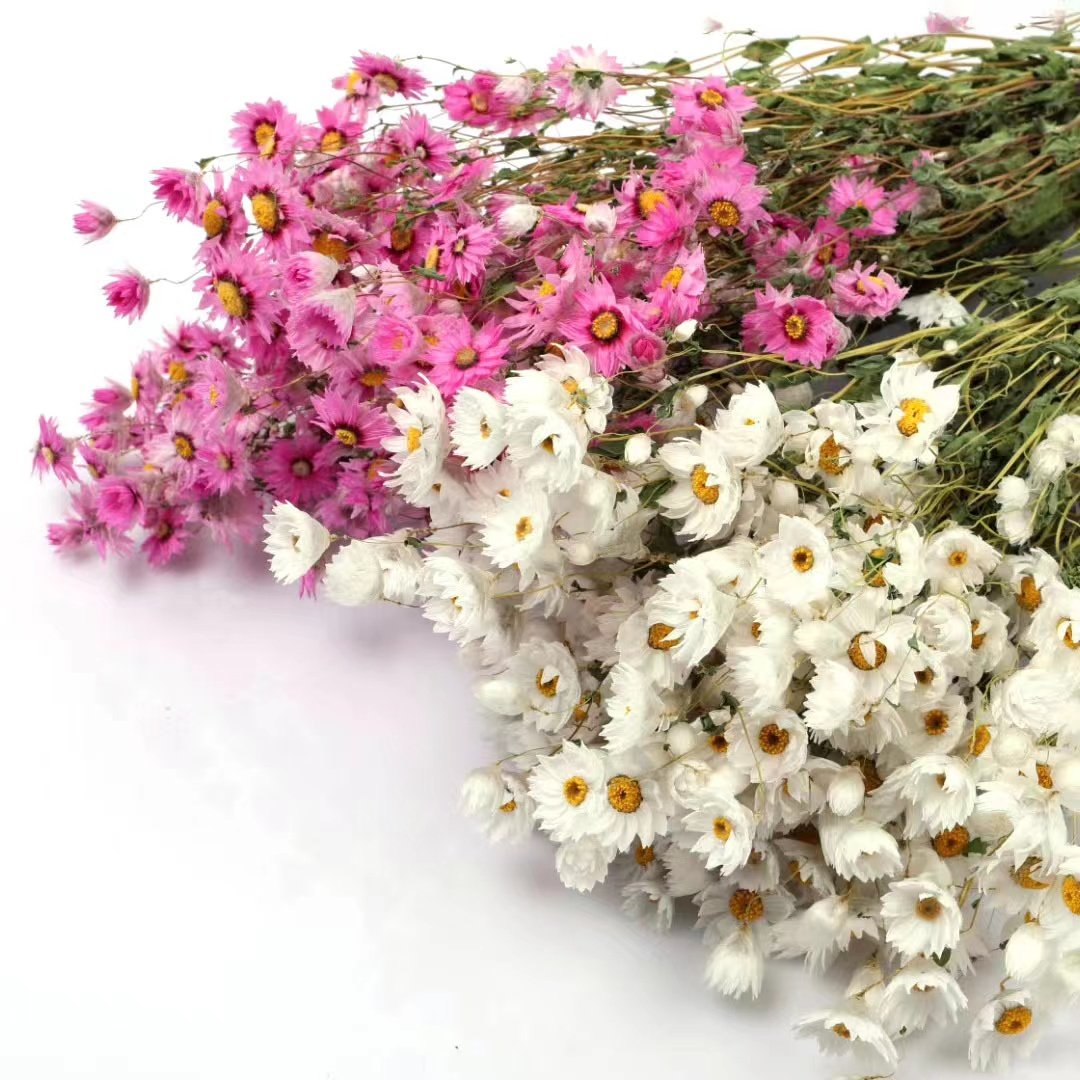Wholesale Natural Dried Flowers Bouquet Daisy Flower Preserved Dried Rodanth for Home Decoration