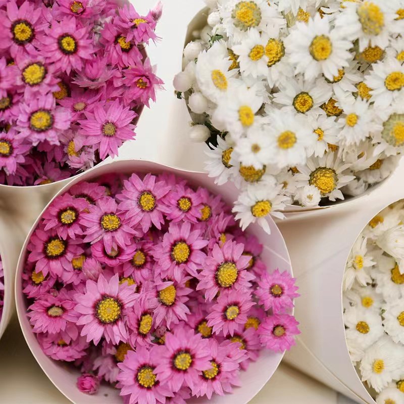 Wholesale Natural Dried Flowers Bouquet Daisy Flower Preserved Dried Rodanth for Home Decoration