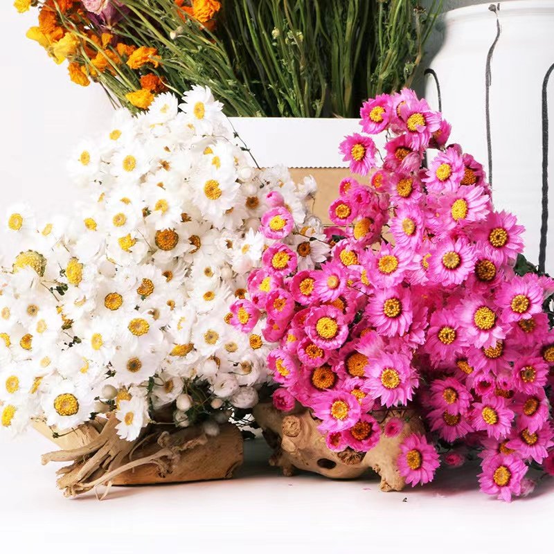 Wholesale Natural Dried Flowers Bouquet Daisy Flower Preserved Dried Rodanth for Home Decoration