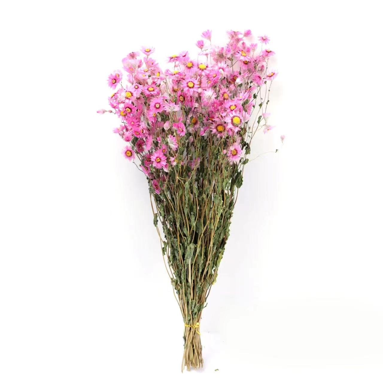 Wholesale Natural Dried Flowers Bouquet Daisy Flower Preserved Dried Rodanth for Home Decoration