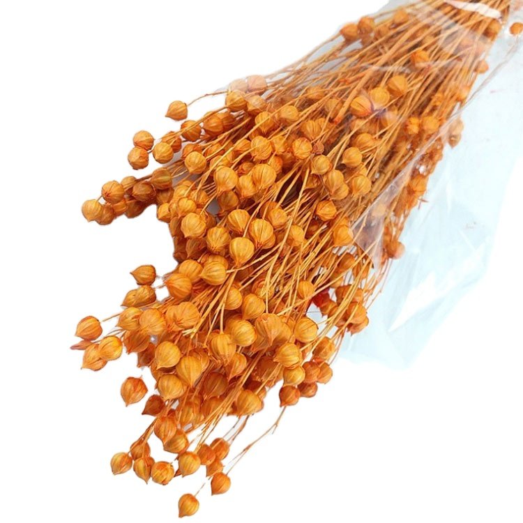 2022 New Arrivals Fresh Rich Beans Flowers Everlasting Jequirity Bean Long Stem Flowers
