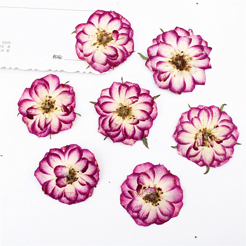 I636 Bicolor Roses Real Flower Embossed Specimens DIY materials Dried Pressed Flowers and Leaves