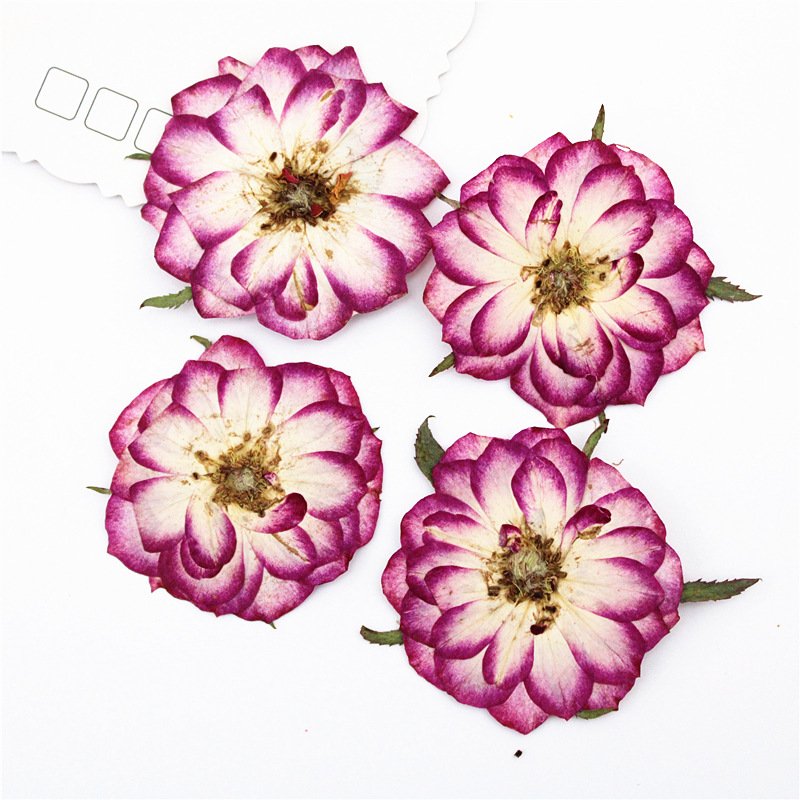 I636 Bicolor Roses Real Flower Embossed Specimens DIY materials Dried Pressed Flowers and Leaves