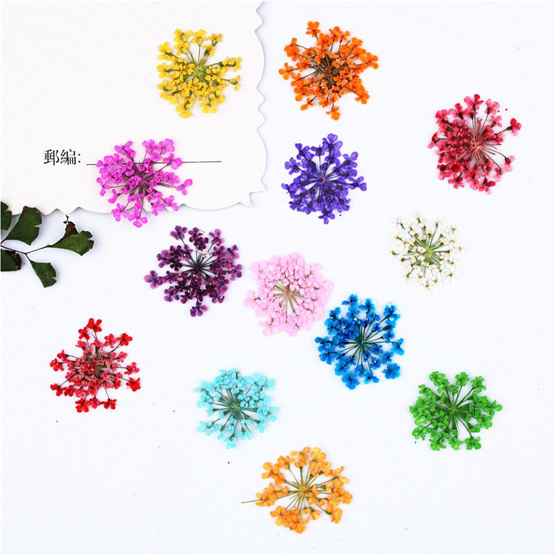 Natural Dried Pressed Queen Anne's Lace Flower for Resin Jewelry Making Candle Making Scrapbooking DIY