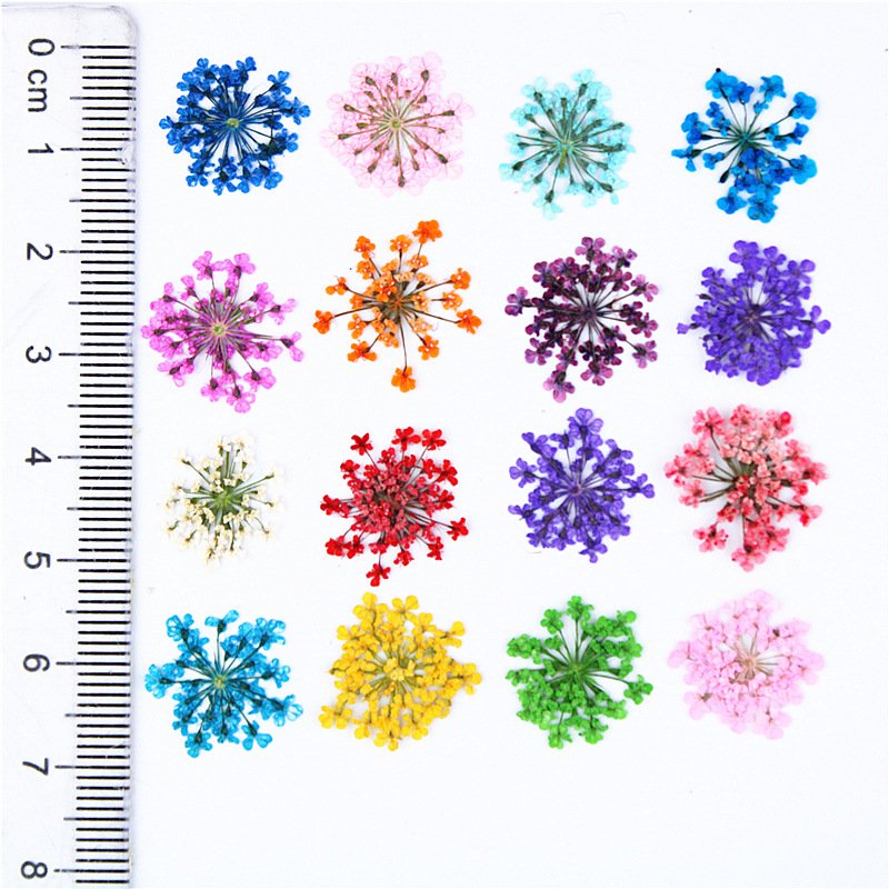Natural Dried Pressed Queen Anne's Lace Flower for Resin Jewelry Making Candle Making Scrapbooking DIY