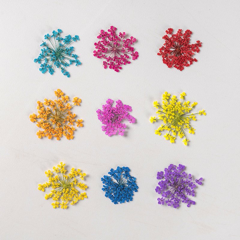 Natural Dried Pressed Queen Anne's Lace Flower for Resin Jewelry Making Candle Making Scrapbooking DIY