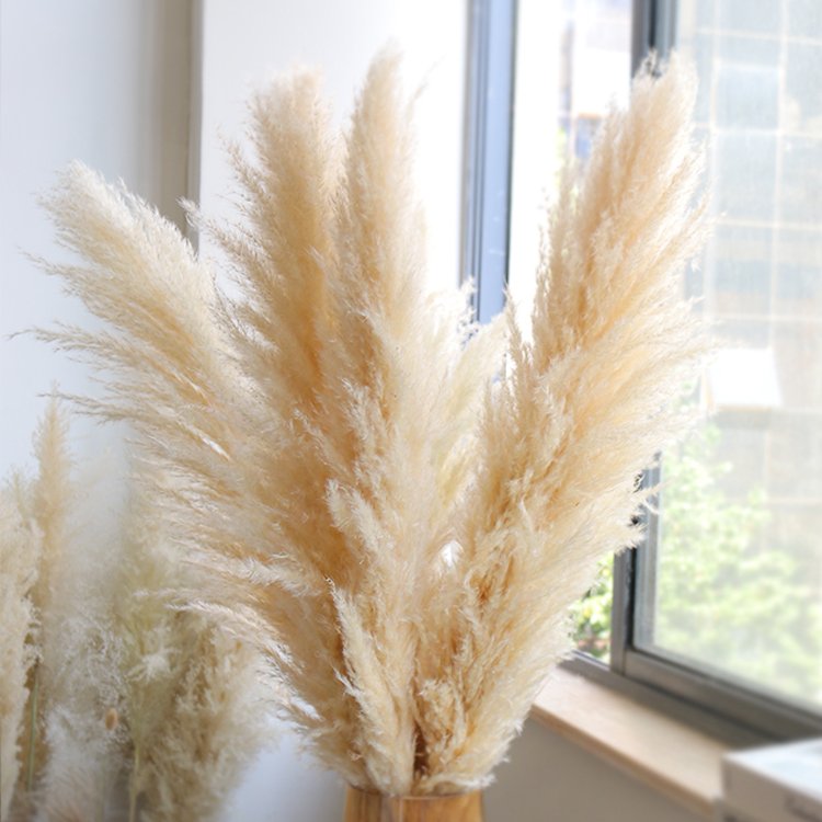 BX-5 Wholesale pampas grass weddings home decor natural dried flower decorative flowers fluffy large pampas pampa grass