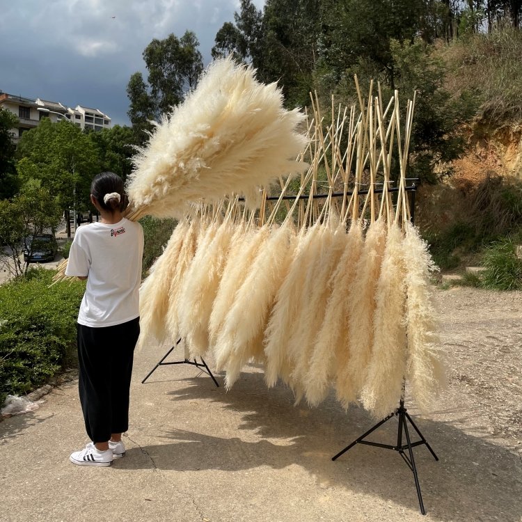 BX-5 Wholesale pampas grass weddings home decor natural dried flower decorative flowers fluffy large pampas pampa grass