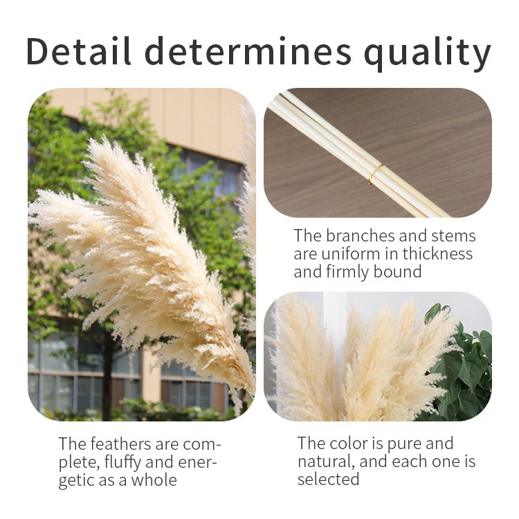 BX-5 Wholesale pampas grass weddings home decor natural dried flower decorative flowers fluffy large pampas pampa grass