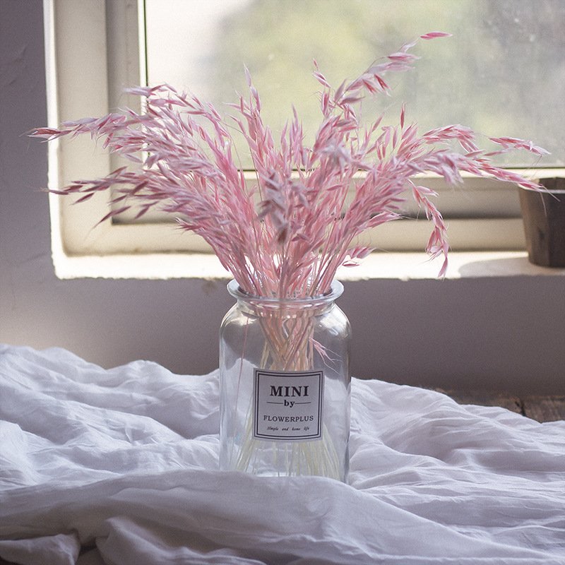 dried natural Oats flower, millet flower, hot cereals, avena sativa, home decoration, flower arrangement