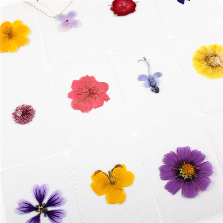 Natural Dry Flower Laminated Dried Flower Leaf Plant Specimen Bookmark