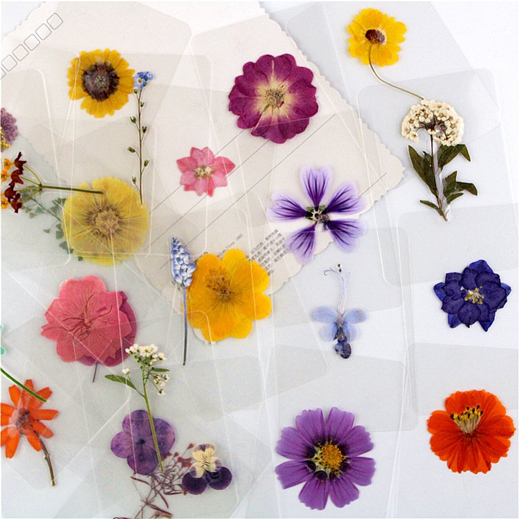 Natural Dry Flower Laminated Dried Flower Leaf Plant Specimen Bookmark