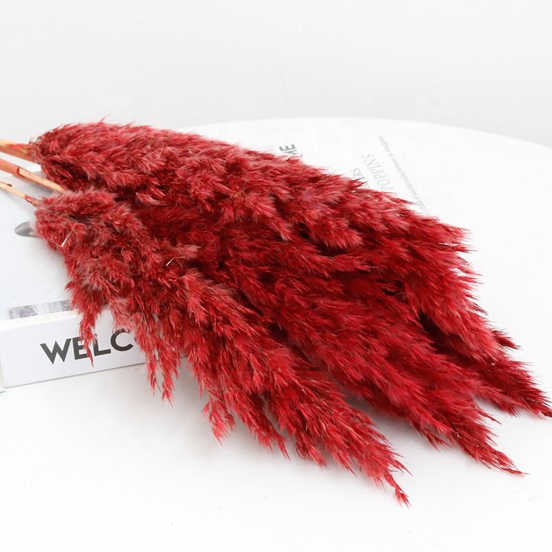 Colored small reeds firewood immortal flower home wedding christmas DIY decoration pampas grass pampas reed dried flowers
