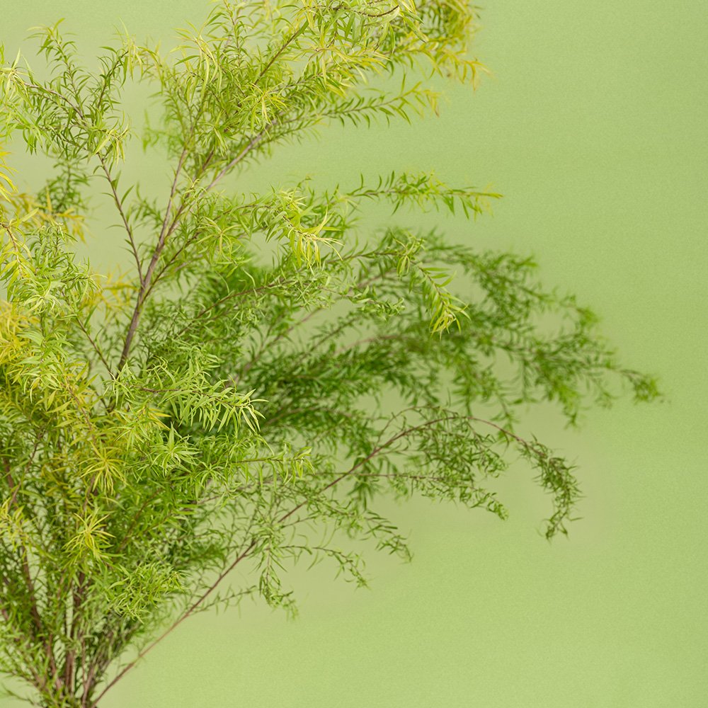 High-Quality Dried Melaleuca Bracteata Flowers From China Suppliers