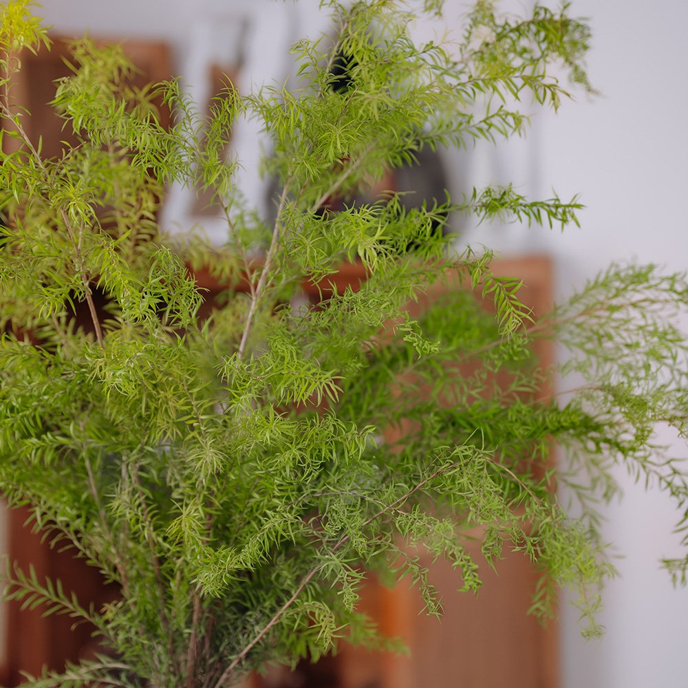 High-Quality Dried Melaleuca Bracteata Flowers From China Suppliers