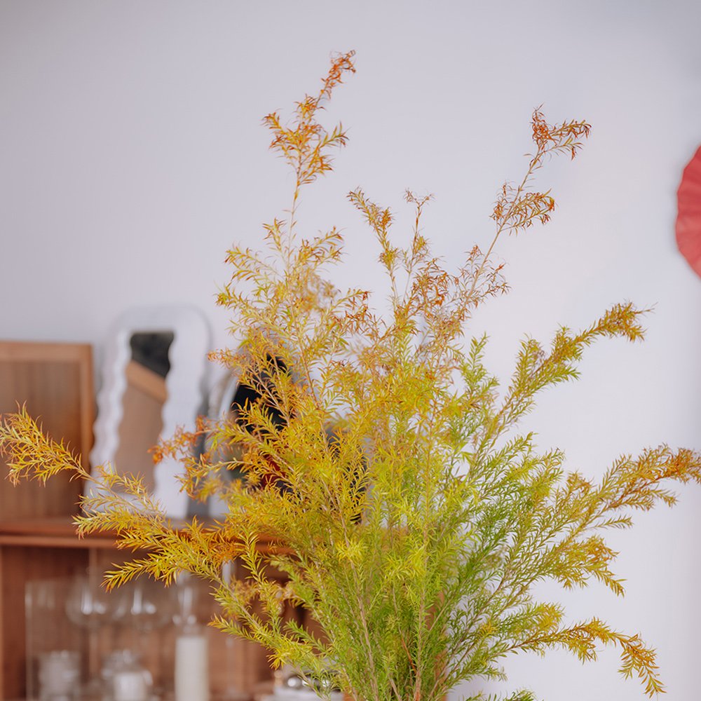 High-Quality Dried Melaleuca Bracteata Flowers From China Suppliers