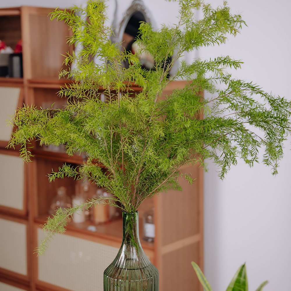 High-Quality Dried Melaleuca Bracteata Flowers From China Suppliers