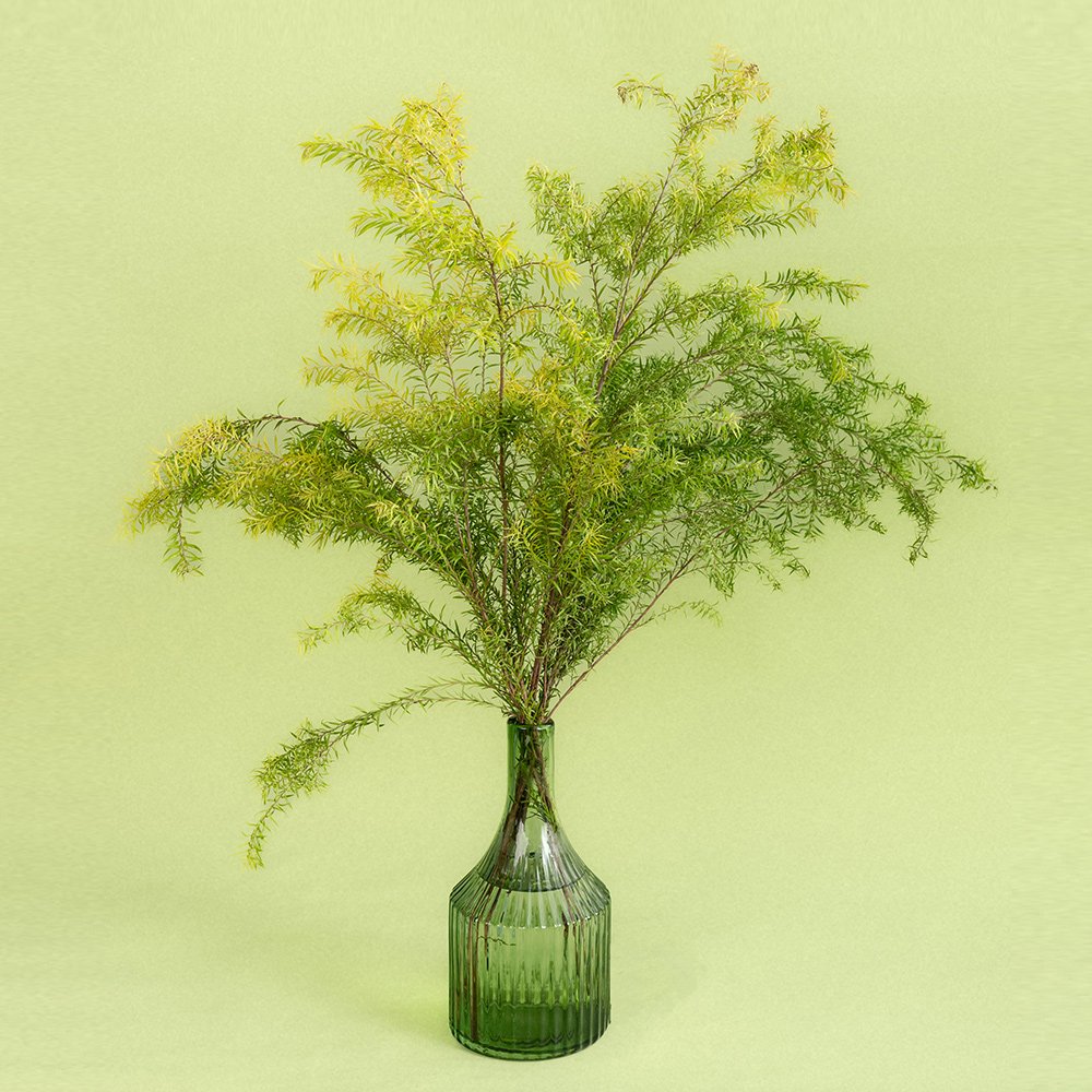 High-Quality Dried Melaleuca Bracteata Flowers From China Suppliers