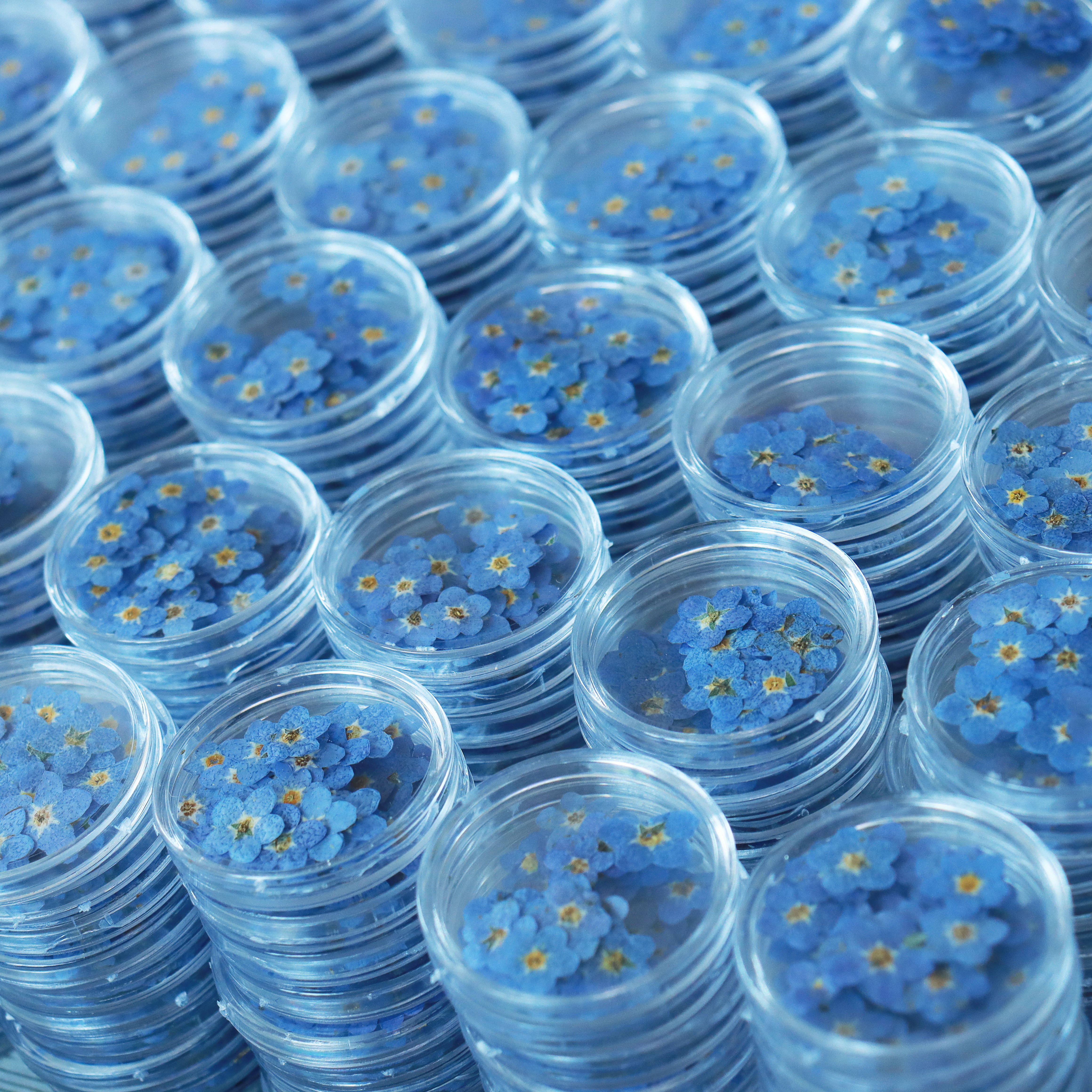 M001 Floral Resin Jewelry Nail Dried Flowers Stickers Forget Me Not Bulk Dried Pressed Flowers Dry flowers For Resin