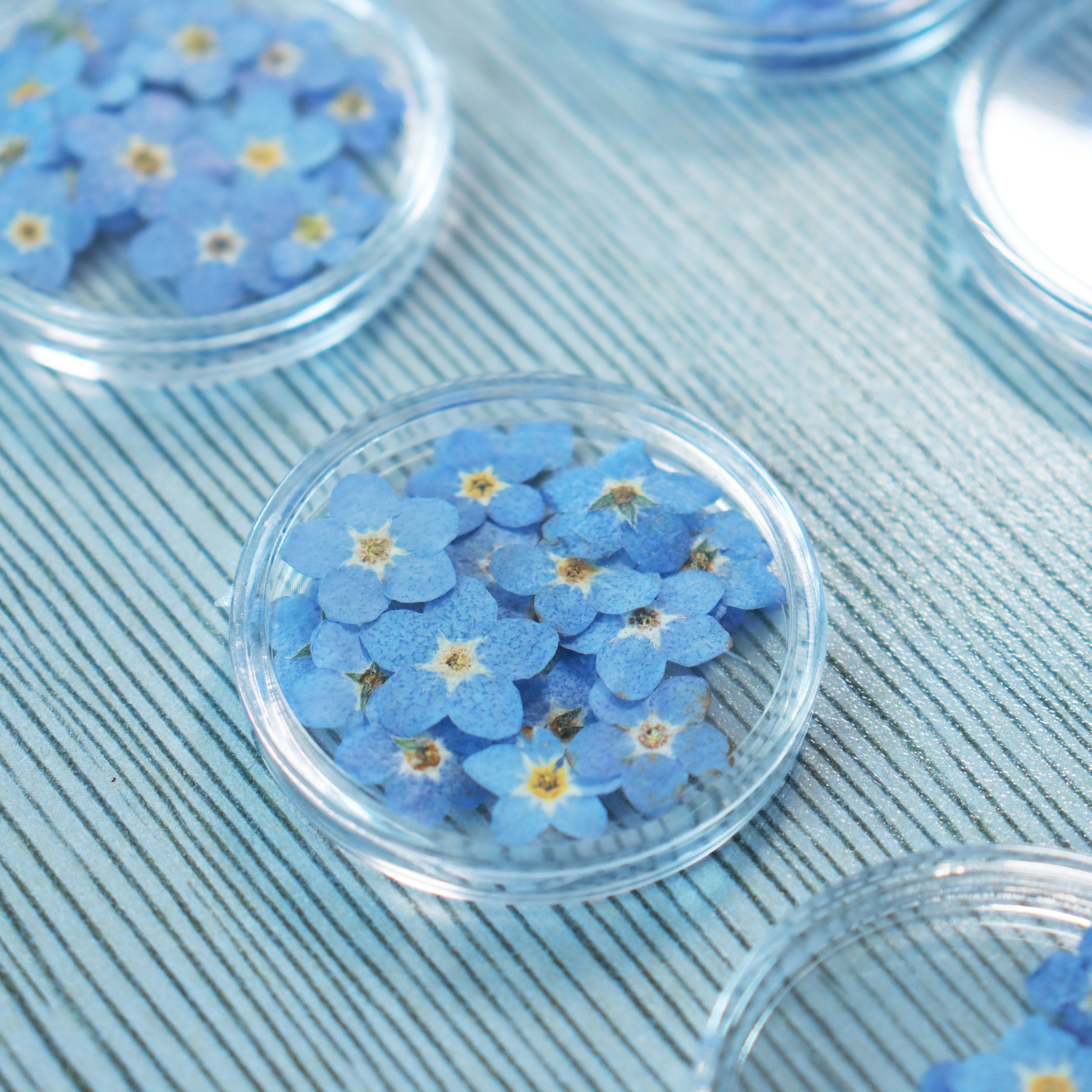M001 Floral Resin Jewelry Nail Dried Flowers Stickers Forget Me Not Bulk Dried Pressed Flowers Dry flowers For Resin