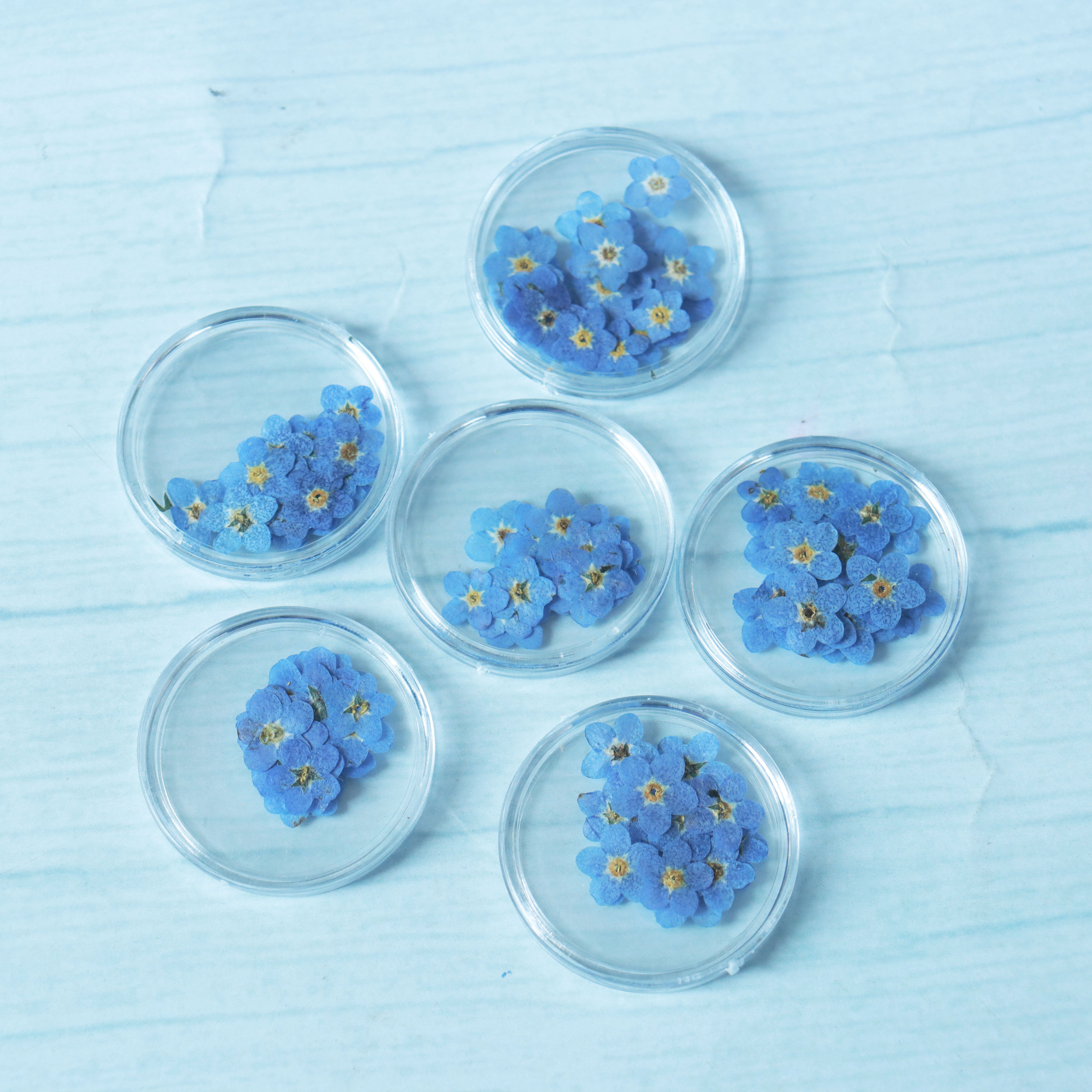 M001 Floral Resin Jewelry Nail Dried Flowers Stickers Forget Me Not Bulk Dried Pressed Flowers Dry flowers For Resin