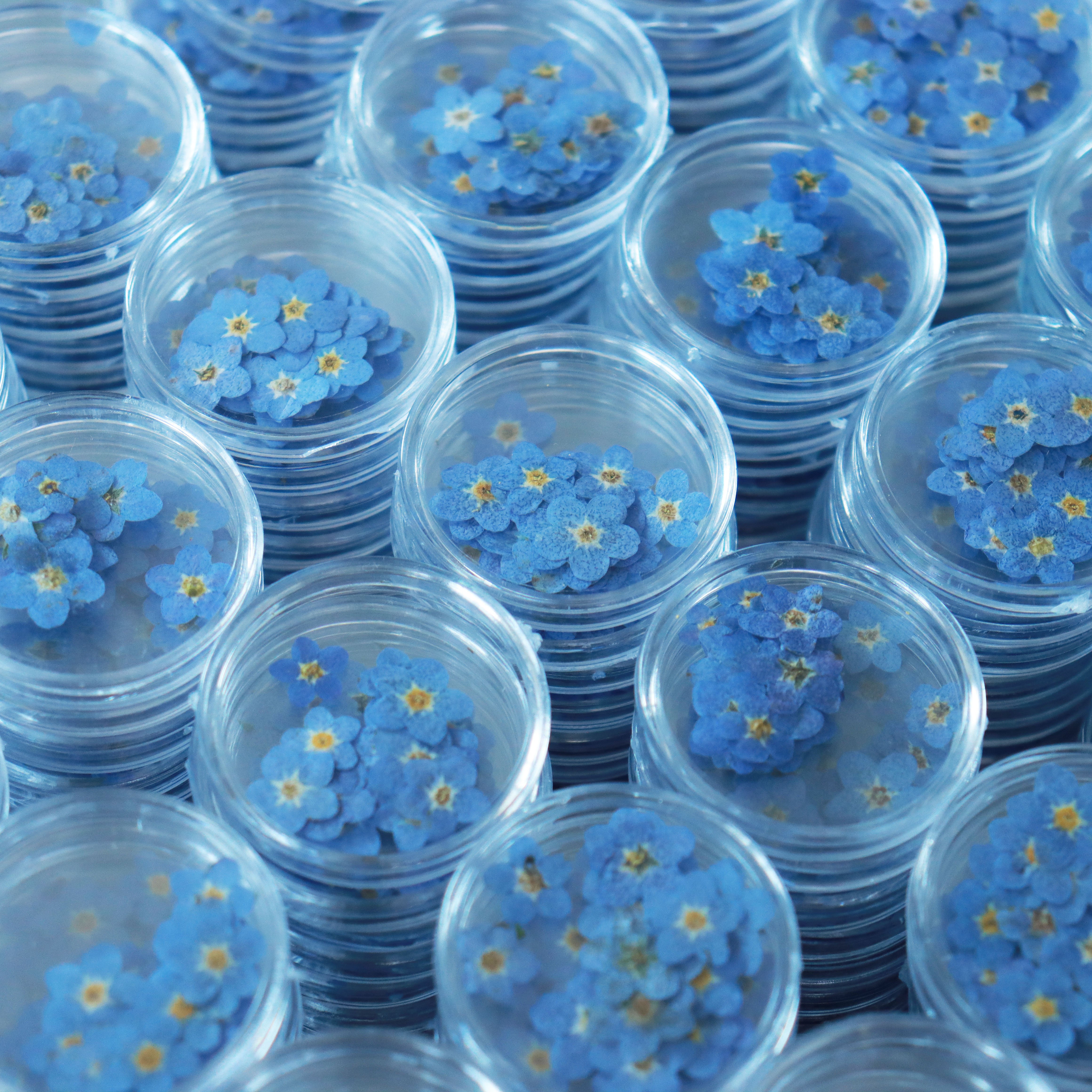 M001 Floral Resin Jewelry Nail Dried Flowers Stickers Forget Me Not Bulk Dried Pressed Flowers Dry flowers For Resin