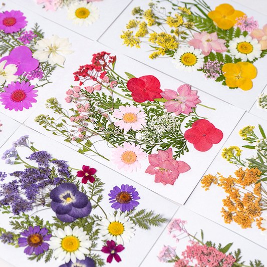 INTODIY Cheap Small Real Natural Preserved Dried Flowers Plant Petals For Resin Candle Soap Jewellery Making Art