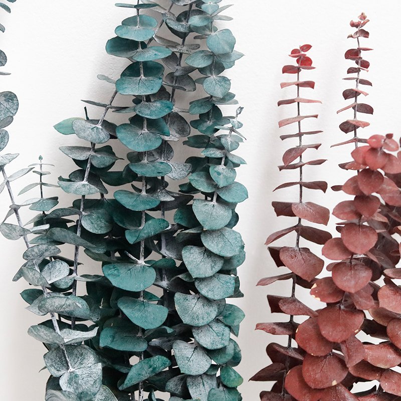 GH-065 real touch natural preserved dried branches Copper Coin eucalyptus leaves Eucalyptus Baby leaf
