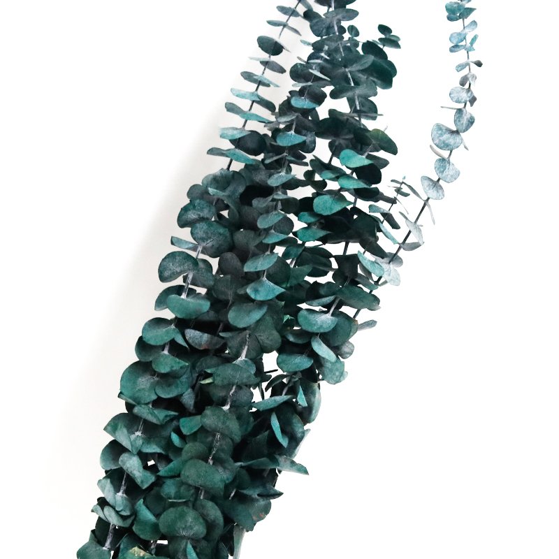 GH-065 real touch natural preserved dried branches Copper Coin eucalyptus leaves Eucalyptus Baby leaf