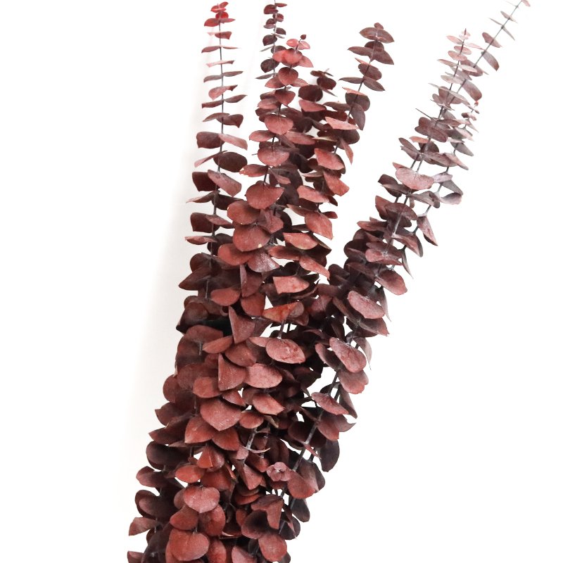 GH-065 real touch natural preserved dried branches Copper Coin eucalyptus leaves Eucalyptus Baby leaf