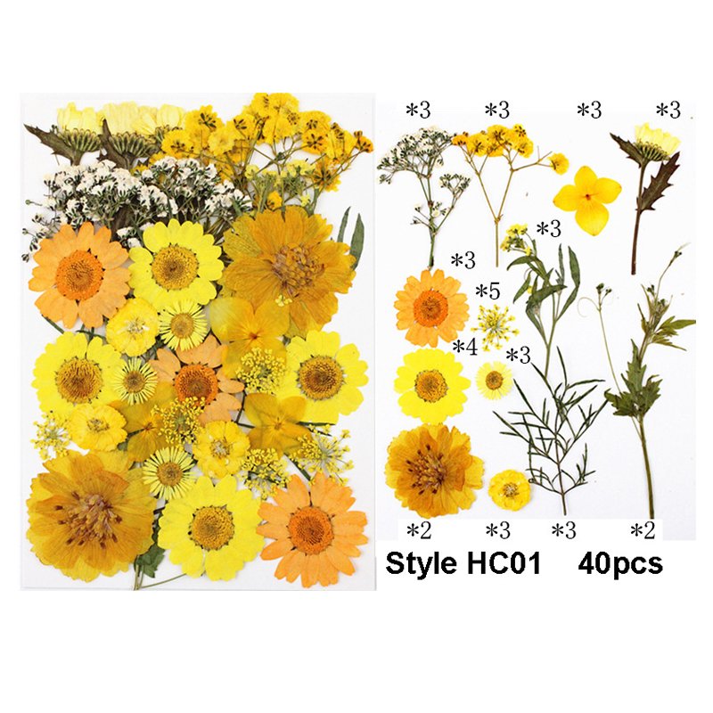 Multiple Colorful Daisies Real Pressed Flowers Dried Pressed Leaf Flowers for Craft Resin Jewelry Making Art Craft DIY