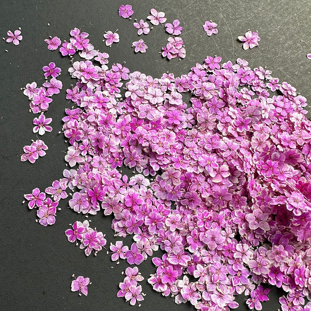 Natural dried flowers for sale crafts making decor embedded flowers