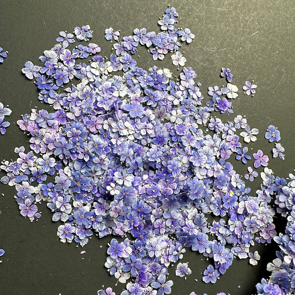 Natural dried flowers for sale crafts making decor embedded flowers